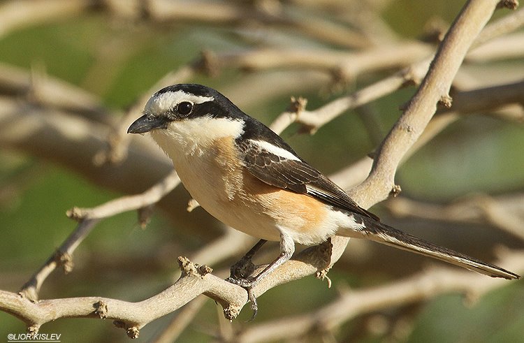 Masked Shrike  Lanius nubicus ,Neot Smadar, 28-04-12. lior kislev